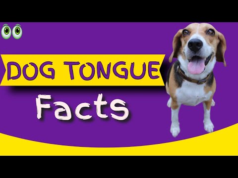 complete-information-about-dog-tongue