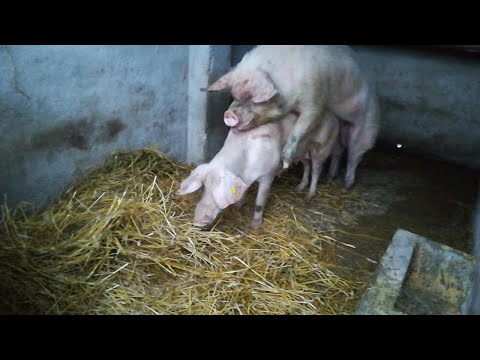 Video: Cum Se Reproduce Porcul Vietnamez Cu Burtă