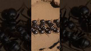     lifelesson banglashorts foryou motivation didyouknow