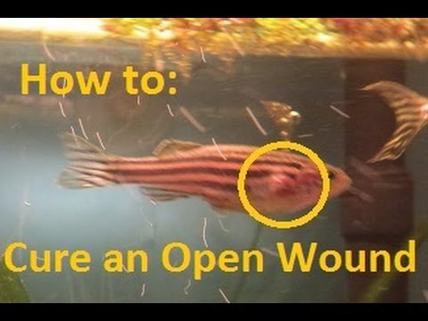 How To Cure An Open Wound on Your Fish - YouTube