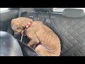 体を震わせて怯える犬。安楽死処置の２日前に助け出され運命が大きく変わる【感動 動物】