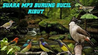 Suara pikat mp3 bucil ribut terbaru 2022 sudah terbukti dan ampuh untuk pikat bucil