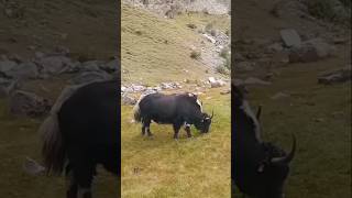 Yak Eating Gr
