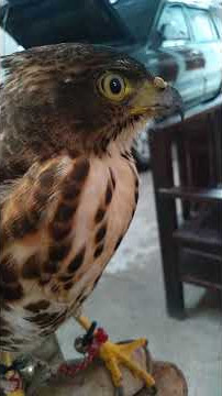 Suara alap2 cg ~ Putra Adyastha