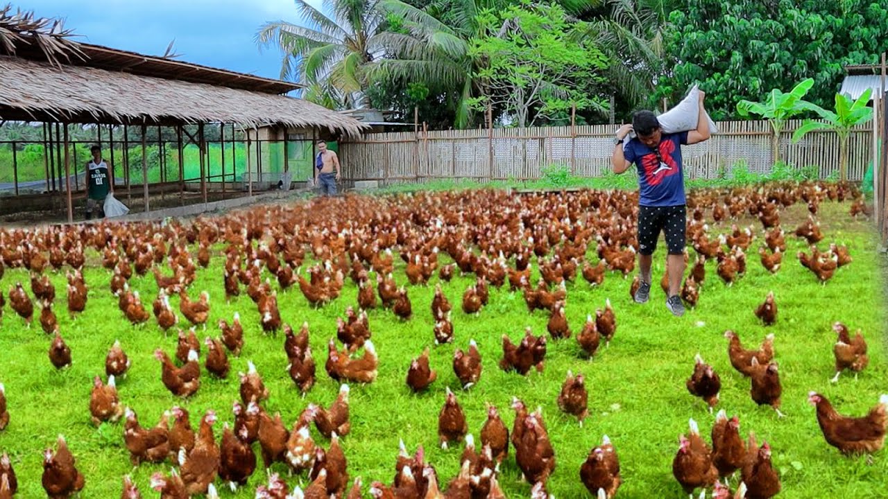 my-1-hectare-farm-of-free-range-chickens-ducks-feeding-farm-animals