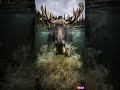 The Moose Dives Completely Underwater To Survive #wildlifedocumentary