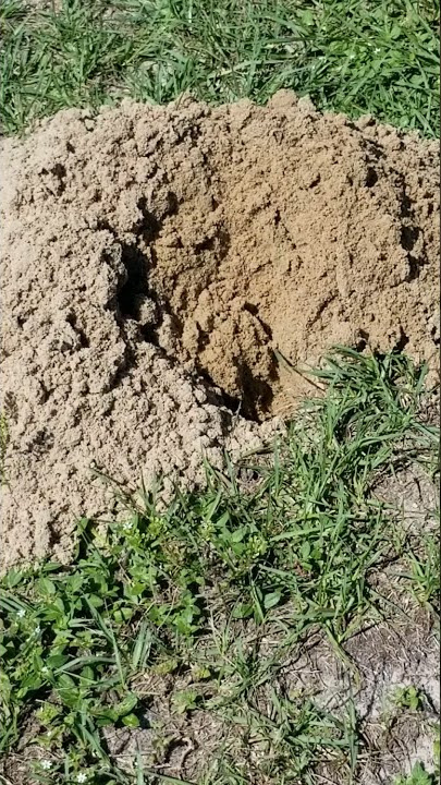 Found this Pocket Gopher digging. This was really cool.