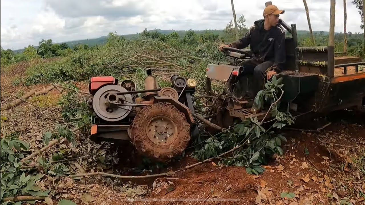 Lại một ngày đẹp trời, xe công nông chở cây cao su đường đi rất trơn #congnongtn #côngnôngtn