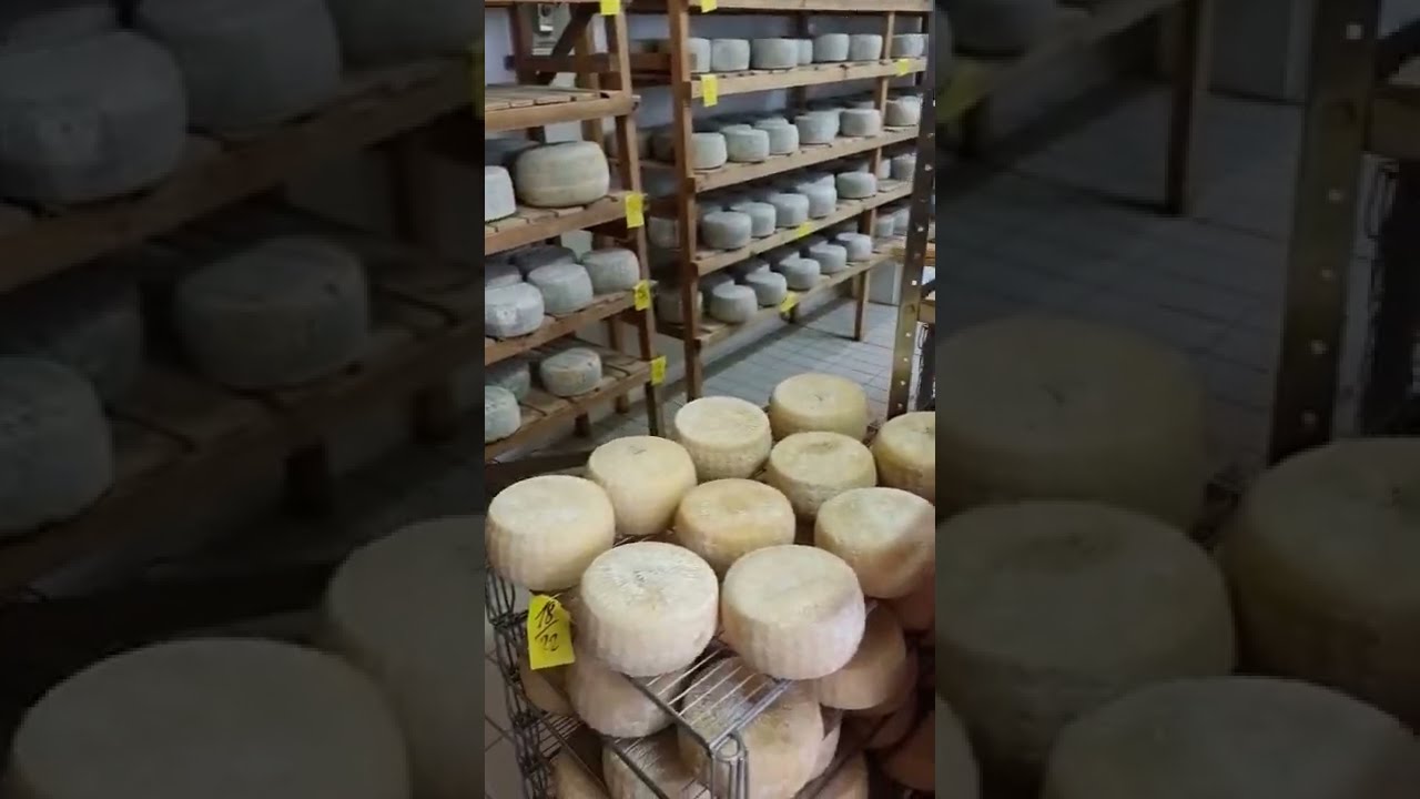 Pecorino Land in Italy | Vincenzo