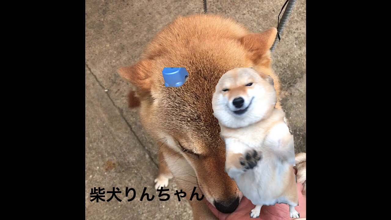 狂犬 独特な鳴き声 柴犬りんちゃん Youtube 狂犬 独特な鳴き声 柴犬りんちゃん Youtube