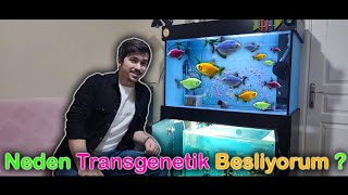 Neden Melek Üretimini Bırakıp Transgenetik Üretimine Başladım ?