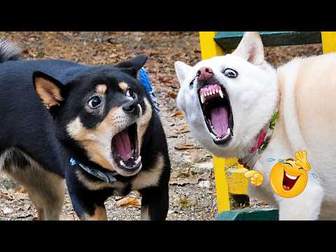 Hilarious Dogs That Will Make You Laugh Instantly 😂🐶 Funny Dog Video 2026