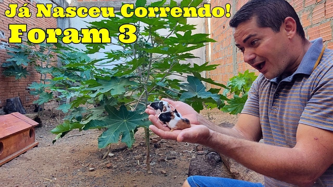 Criação de Preá da índia Soltos no Quintal, nasceram filhotes