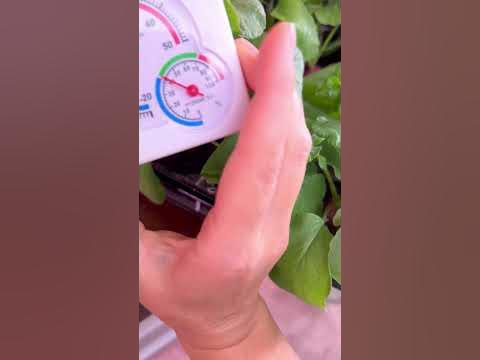 Сеем вкусный редис Царевна, Дуся и Мечта Алисы прямо сейчас! # ...