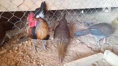 thaij kuv pab qaib mos tshiab rau cov phooj ywg tau saib 2023