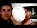 Incubating Duck Eggs | Hatching Our New Khaki Cambell Ducks