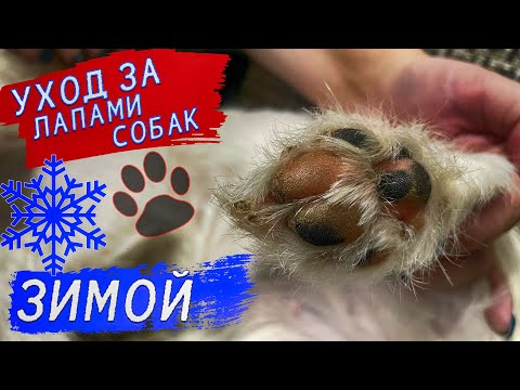 Как защитить лапы собак зимой?!!! Самое важно, что нужно знать!