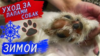 Как защитить лапы собак зимой?!!! Самое важно, что нужно знать!