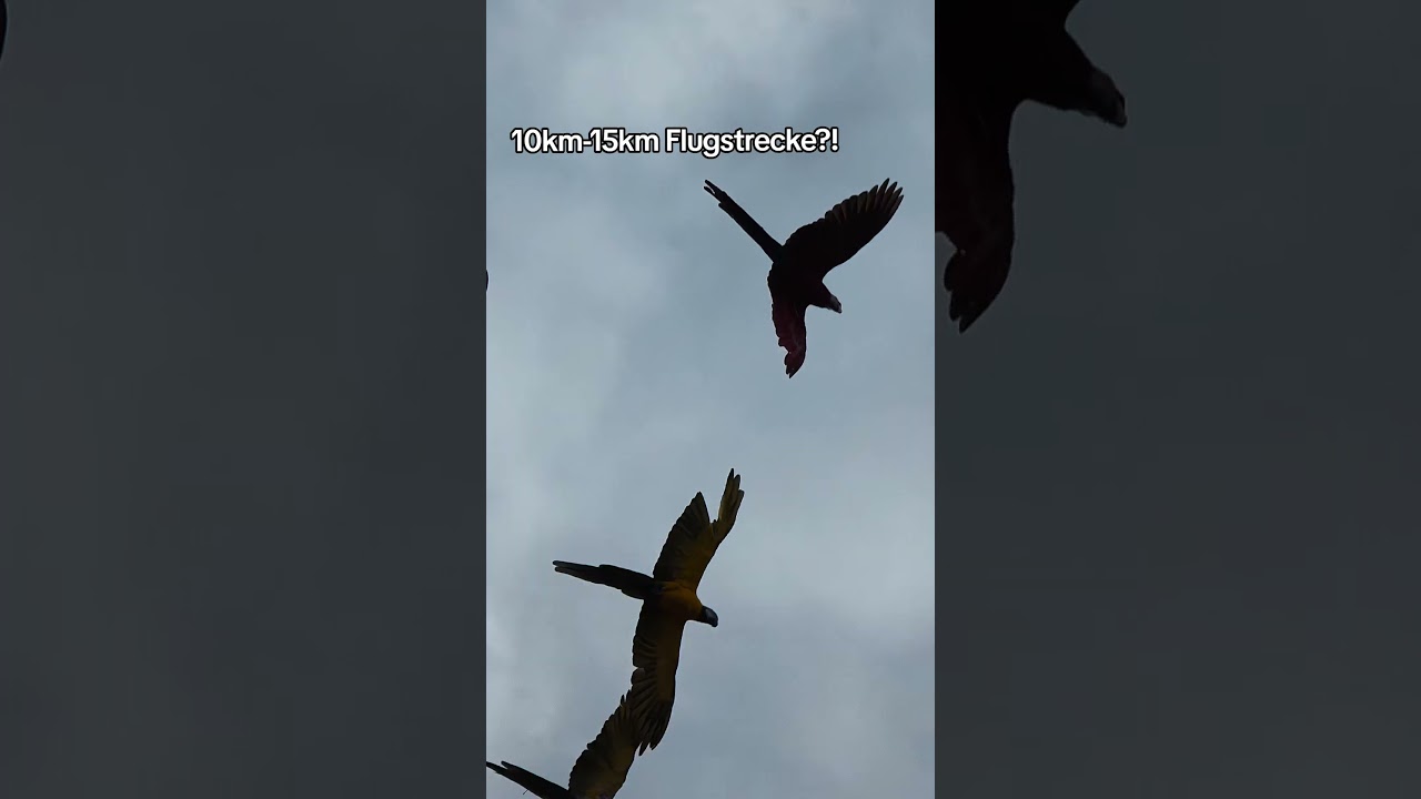 10-15km Flugstrecke 😄 
