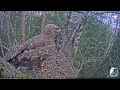 Mazais ērglis (Clanga pomarina), ligzda bērzā, Zemgale // Lesser spotted eagles, Zemgale, Latvia