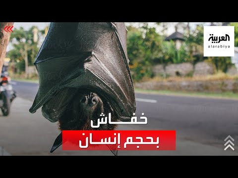 فيديو: ممثل الخفافيش - شمال كوزانوك