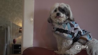 Must Love Dogs B&B: Pet Friendly Bed and Breakfast in Rutherglen!