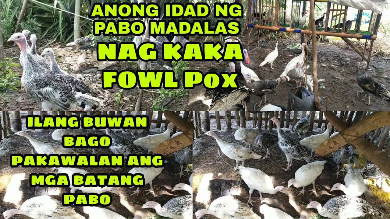ILANG BUWAN BAGO PAKAWALAN ANG BATANG PABO SA LUPA AT ILANG BUWAN MADALAS NAGKAKA FOWL POX ANG PABO