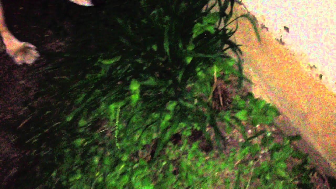 Molly meets frog for the first time YouTube