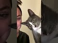 Savage Cats😅