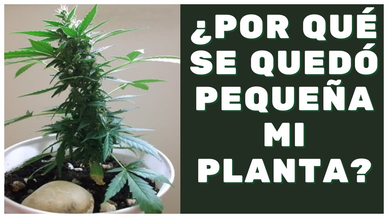 Razones por las que tu planta de marihuana se queda pequeña.