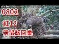 20210802 紅12 帶鼠飯回巢  - 大安森林公園鳳頭蒼鷹育雛直播