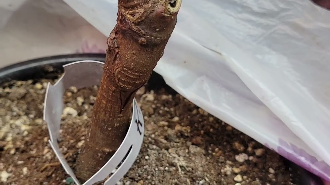 Choosing rootstock to graft figs !January 12, 2025#figs