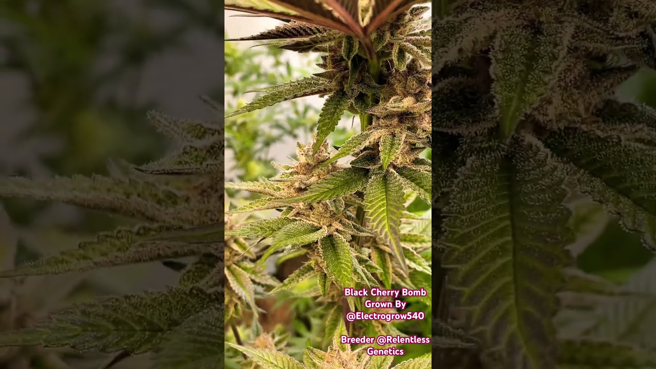 Black Cherry Bomb grown by ElectroGrow540 and bred by Relentless Genetics 
