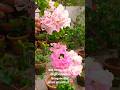 മഴ വരും മുൻപ് സുന്ദരിയായ Bougainville മിസ്സ് വേൾഡ് ❤️ #garden love #shorts