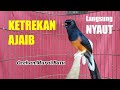 Pancingan Murai Batu Paling Jitu Bikin Murai Batu Langsung Terbakar Emosi Auto Ngamuk Mp3 - Mp4 Download