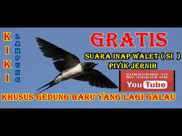 SUARA INAP WALET  ( SI ) PIYIK YANG TERKENAL DAN JERNIH... class=