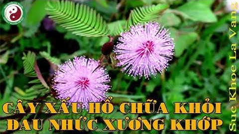 Cây xấu hổ nàng trinh nữ chữa bệnh xương khớp