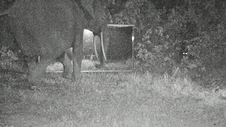 A Leopard And Some Elephants Meet And Look Each Other In The Eye In Front Of A Mirror