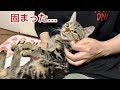 妹とイチャイチャしてたら幸せのあまり固まってしまった猫w