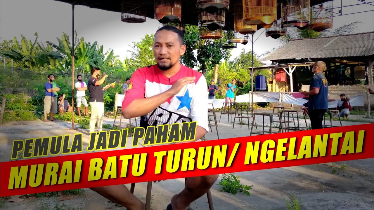 pemula jadi paham MURAI BATU turun/ngelantai