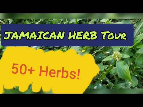The 🇯🇲 JAMAICAN HERB Tour (Part 2)  🌿 Over 50 Potent Medicinal Herbs Of Jamaica 🌱☘🌾