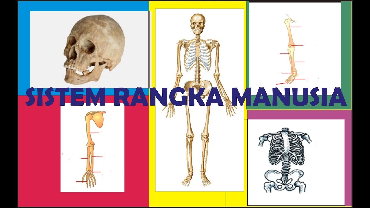  Sistem Rangka  Manusia YouTube