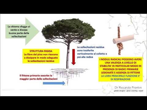 Video: Pino da potatura: formazione della chioma. Come piantare un pino