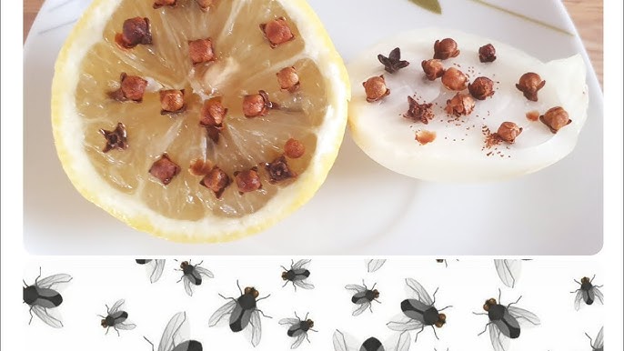 5 méthodes pour éliminer les moucherons dans votre cuisine - ENCD