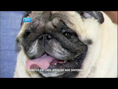 Vídeo: Diabetes canino: três complicações comuns