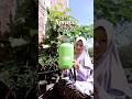 spayer tanaman dari ISKU kapasitas 5 Liter #berkebundirumah #berkebun #sayuran #gardening