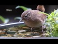 Wildlife in a Garden