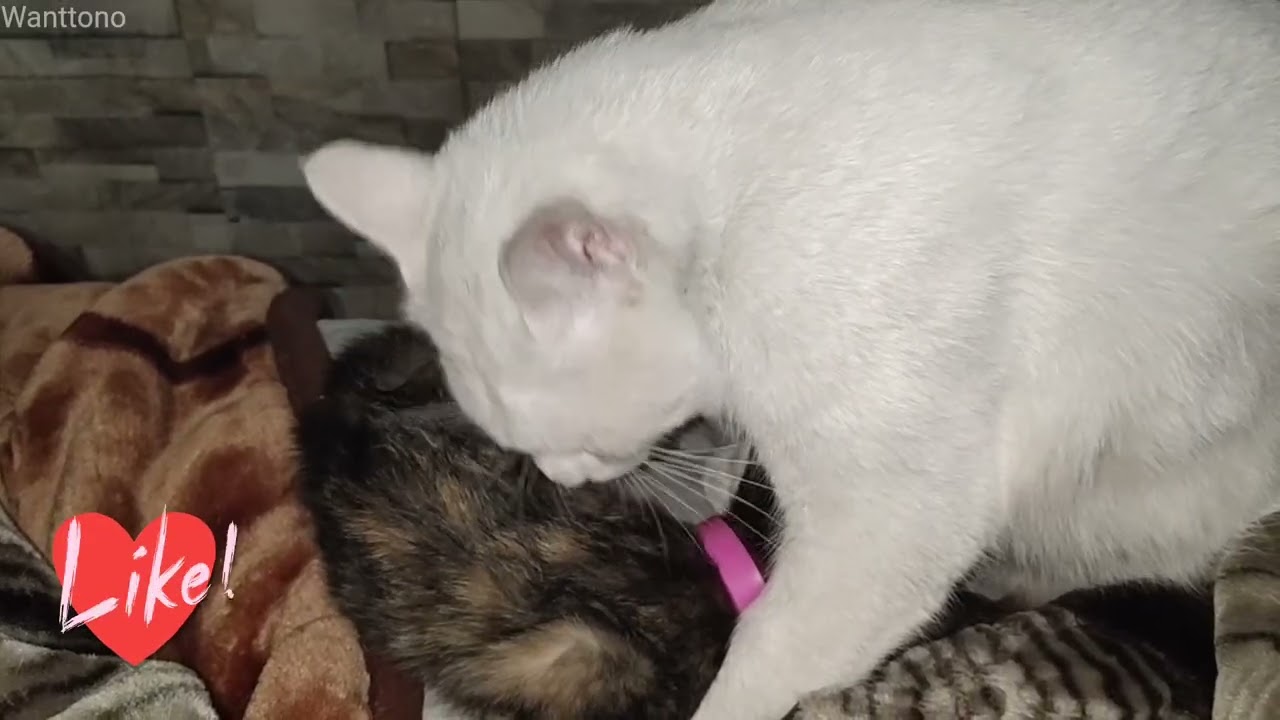 Heart-Melting adoption: Male cat & kitty... 1 year later sneak peek! 