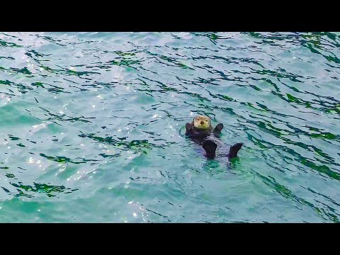 Little Sea Otter at La Push-Second Beach-Washington.