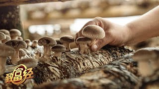 改变传统香菇种植方式，一个香菇竟能卖出三份钱！「致富经」20220322